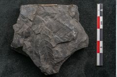 Foto (Detailansicht) von Palissya podocarpoides Ettingshausen (NHMW-GEO-2024-0188-10309)